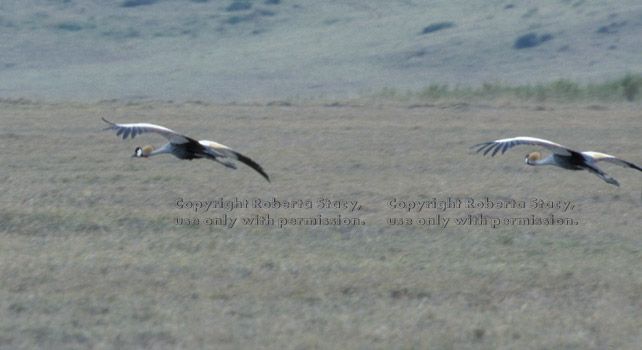 African crowned cranes Tanzania (East Africa)