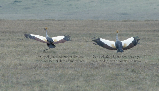 African crowned cranes Tanzania (East Africa)