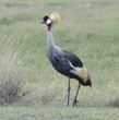 African crowned crane Tanzania (East Africa)