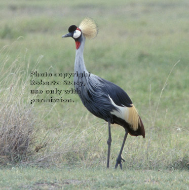 African crowned crane Tanzania (East Africa)