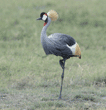 African crowned crane Tanzania (East Africa)