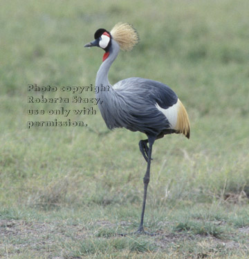 African crowned crane Tanzania (East Africa)