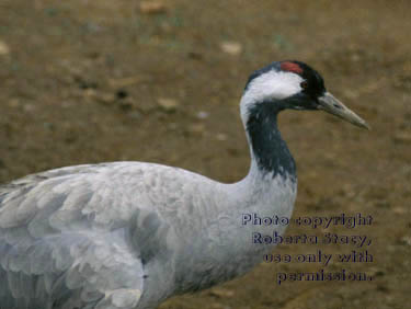 Lilford's crane