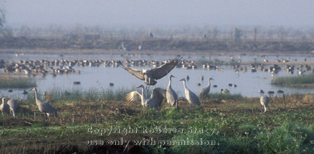 sandhill cranes