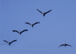 sandhill cranes