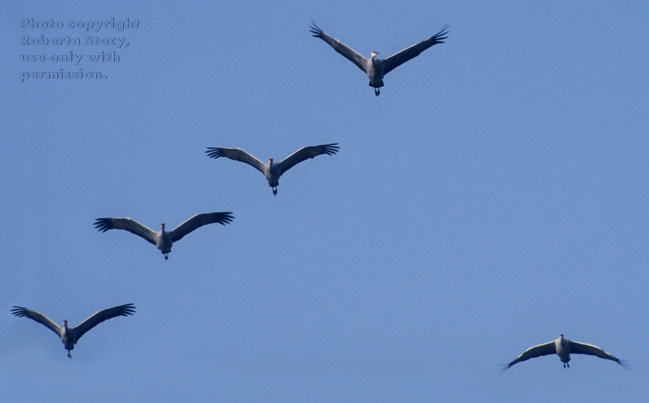 sandhill cranes