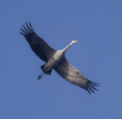 sandhill crane