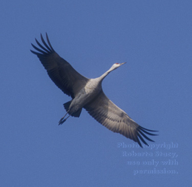 sandhill crane