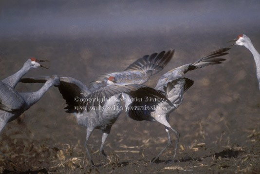 sandhill cranes