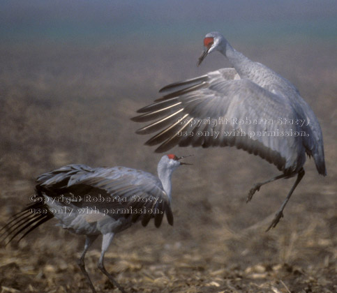 sandhill cranes