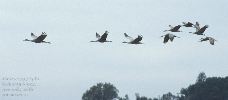 sandhill cranes