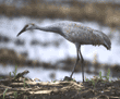 sandhill crane