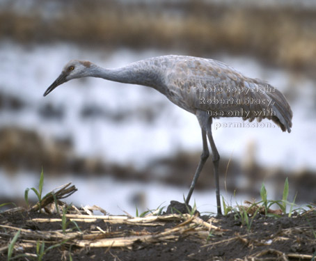 sandhill crane