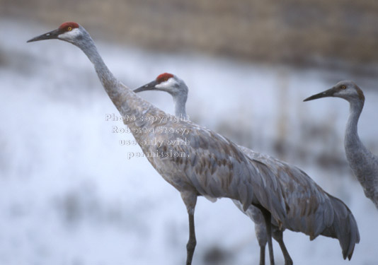 sandhill cranes