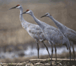 sandhill cranes