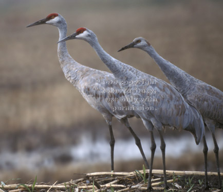 sandhill cranes