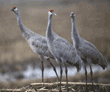 sandhill cranes