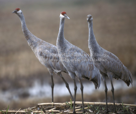 sandhill cranes