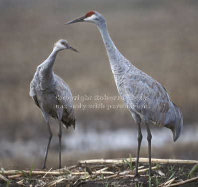 sandhill cranes