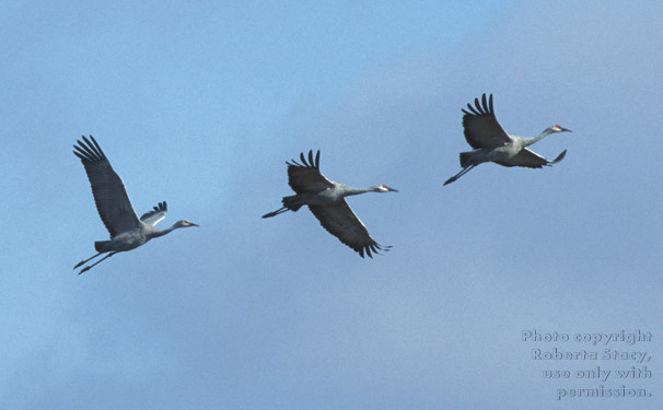 sandhill cranes