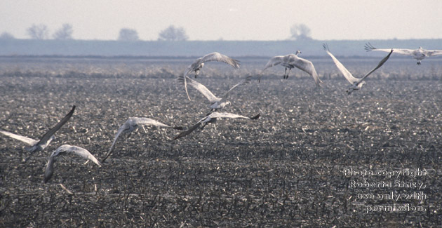 sandhill cranes