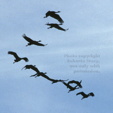 sandhill cranes