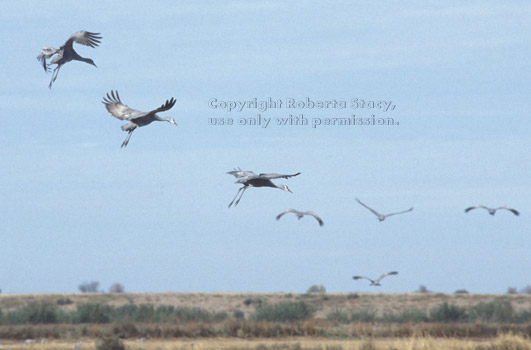 sandhill cranes, about to land