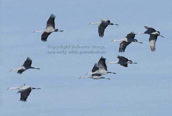 sandhill cranes in flight