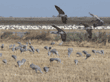 sandhill cranes, with swans in background