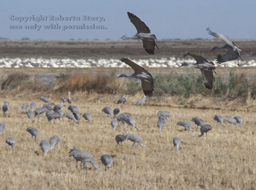 sandhill cranes, with swans in background