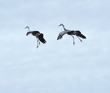 sandhill cranes, coming in for a landing