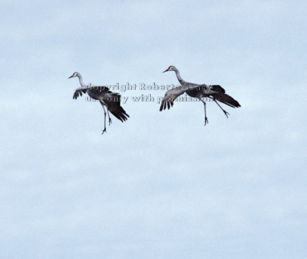 sandhill cranes, coming in for a landing