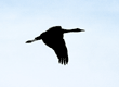 sandhill crane silhouette