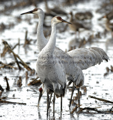 sandhill cranes