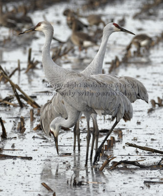 sandhill cranes