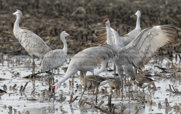 sandhill cranes, one with wings spread