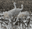 sandhill cranes eating in flooded cornfield
