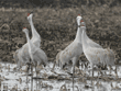 noisy sandhill cranes bugling in response to nearby cranes