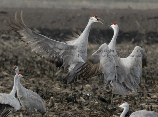 sandhill crane confrontation