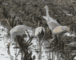 adult sandhill crane with three juveniles