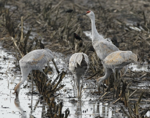 adult sandhill crane with three juveniles