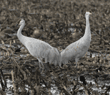 two sandhill cranes standing back-to-back