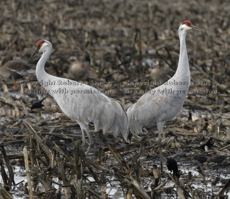 two sandhill cranes standing back-to-back