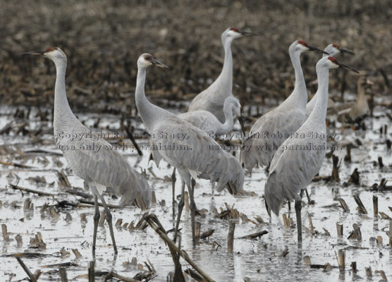 group of sandhill cranes standing in water