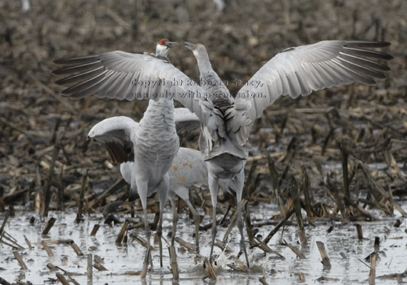 sandhill crane confrontation