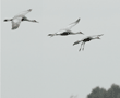 three sandhill cranes about to land