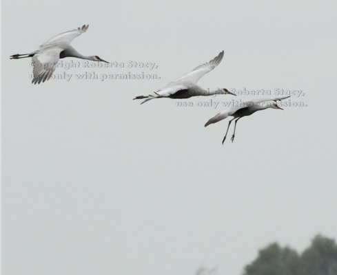 three sandhill cranes about to land