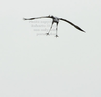 sandhill crane ready to land