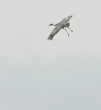 sandhill crane with legs down for landing
