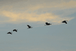 sandhill cranes in flight